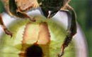 Beauty in the Eye of the Beeholder