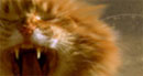 This is CATAAA!!